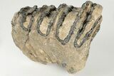 4.3" Southern Mammoth Partial Upper P4 Molar - Hungary - #200774-3